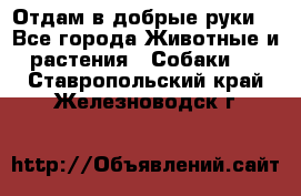 Отдам в добрые руки  - Все города Животные и растения » Собаки   . Ставропольский край,Железноводск г.